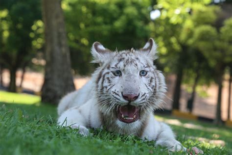 White Tiger