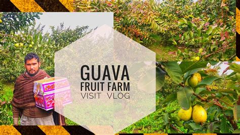 Guava Fruit Farming Visit Vlog Youtube