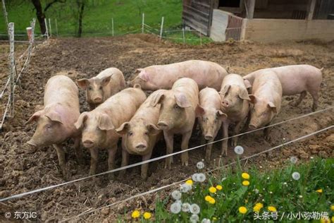 淺談種公豬的飼養管理 每日頭條