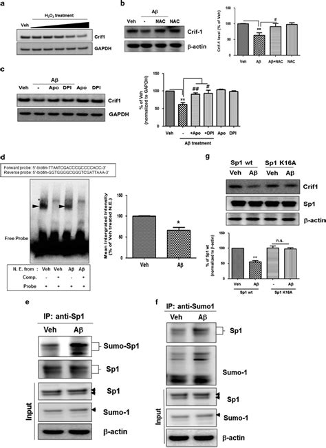 Aβ Induced Ros Decreased The Transcription Of Crif1 Gene By