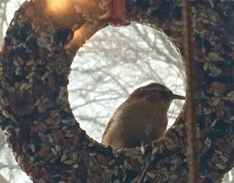 52 DIY Winter Bird Feeder Ideas