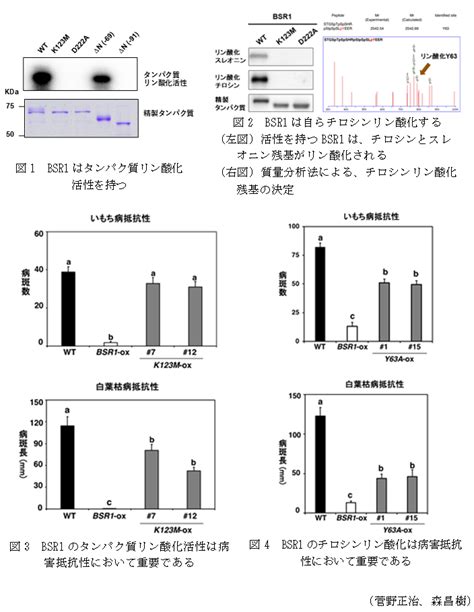 イネの複合病害抵抗性におけるタンパク質チロシンリン酸化の役割 農研機構