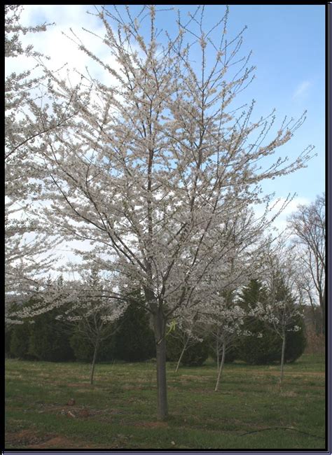 Flowering Treee - Yoshino Cherry (Prunus yedoensis) | Shade Tree Farm