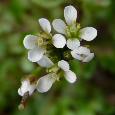 Foraging season is here! Discover April's delicious finds in Wales