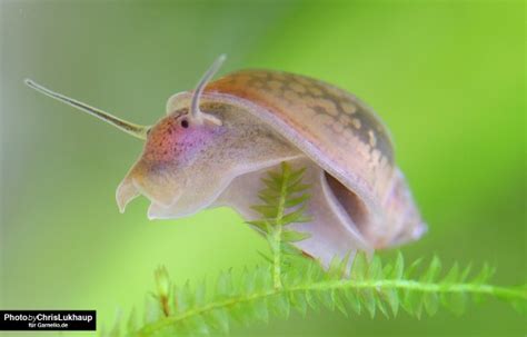 Blasenschnecken Posthornschnecken Turmdeckelschnecken