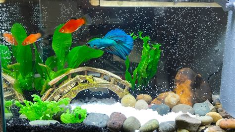 How To Setup Beautiful Betta Fish Tank YouTube