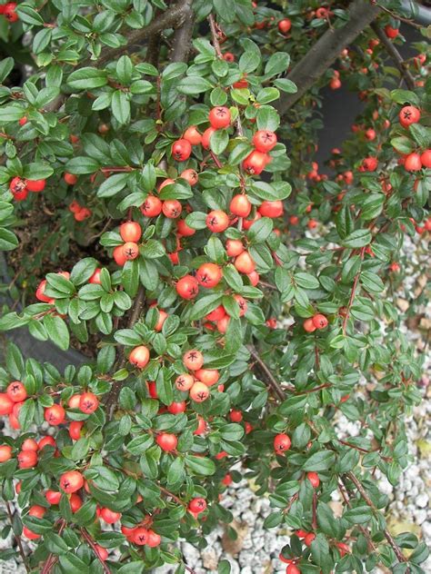 Кизильник Корал Бьюти Фото И Описание Кустарника – Telegraph