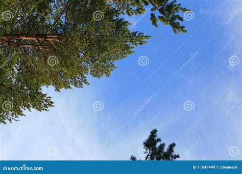 Evergreens And Blue Sky Stock Image Image Of Trees Treetop 11049449