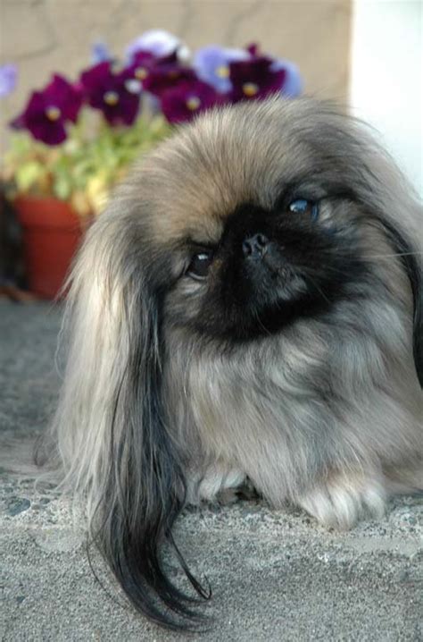 12 Realities That New Pekingese Owners Must Accept