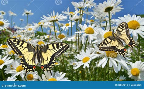 Daisies With Swallowtail Butterflies Stock Photo Image Of Isolated