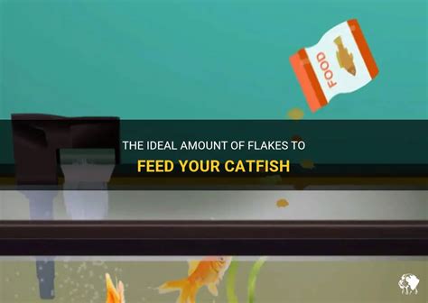 The Ideal Amount Of Flakes To Feed Your Catfish | PetShun