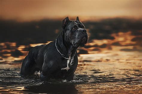 Black Cane Corso Wallpapers Top Free Black Cane Corso Backgrounds