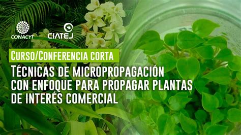 Técnicas de micropropagación con enfoque para propagar plantas de