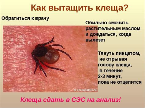 Осторожно, клещи! - презентация, доклад, проект