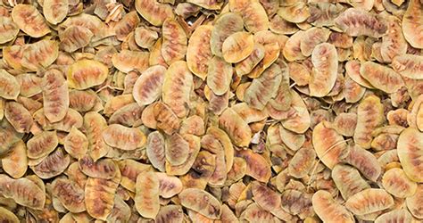 Senna Pods - alfulk