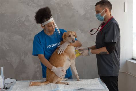 How to Promote Lifting Safety at Your Veterinary Practice – Certified