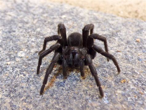 Spider Arachnid Tarantula Invertebrate Picture Image 120115294