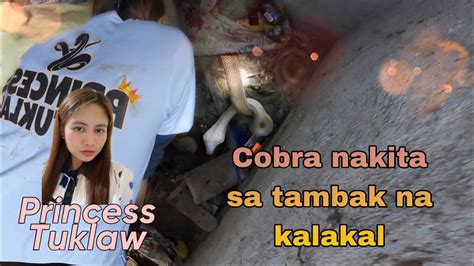 COBRA NATAGPUAN SA TAMBAK NA KALAKAL HULE KAY PRINCESS TUKLAW YouTube