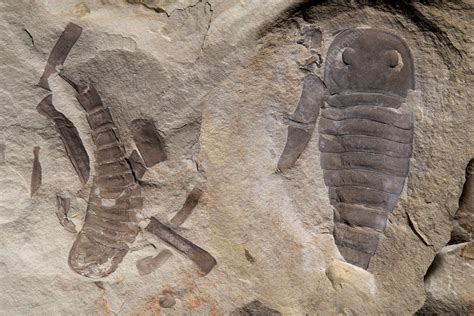 Sea scorpion fossils - Stock Image - C030/2277 - Science Photo Library