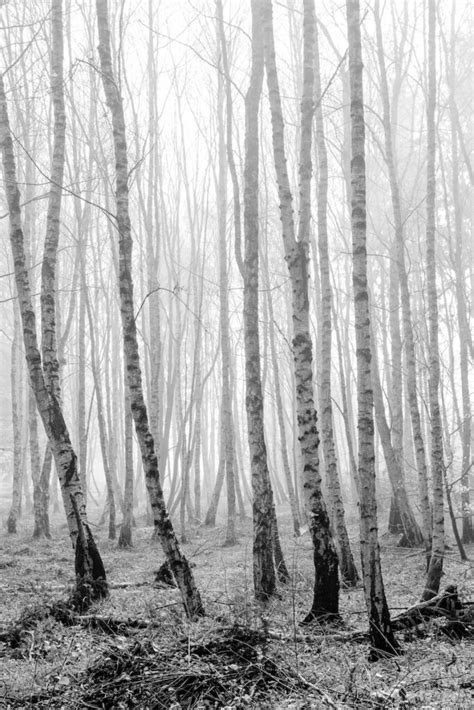 Birch The Tree Of New Beginnings In Folklore And Witchcraft Eclectic