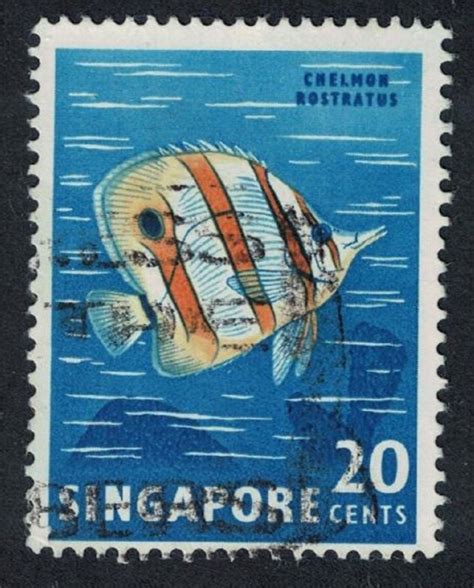 Singapore Copper Banded Butterflyfish Fish Canc Sg Asia