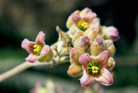 How To Plant Grow And Care For Kalanchoe Plant