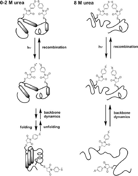 Schematic representation of the processes following disulfide bond ...