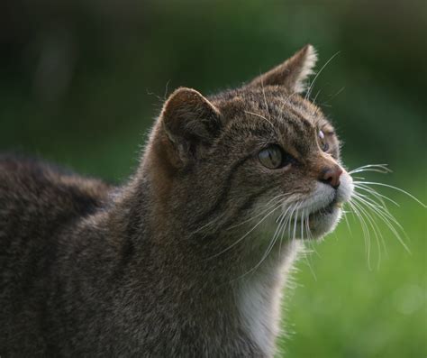 Quarter of British mammals at risk of extinction