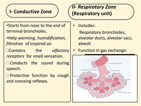 Ppt Respiratory Physiology Powerpoint Presentation Free Download