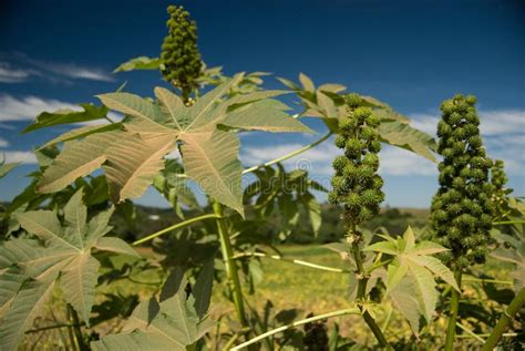 Castor Seed Stock Photo Image Of Agriculturist Farmland 9363164