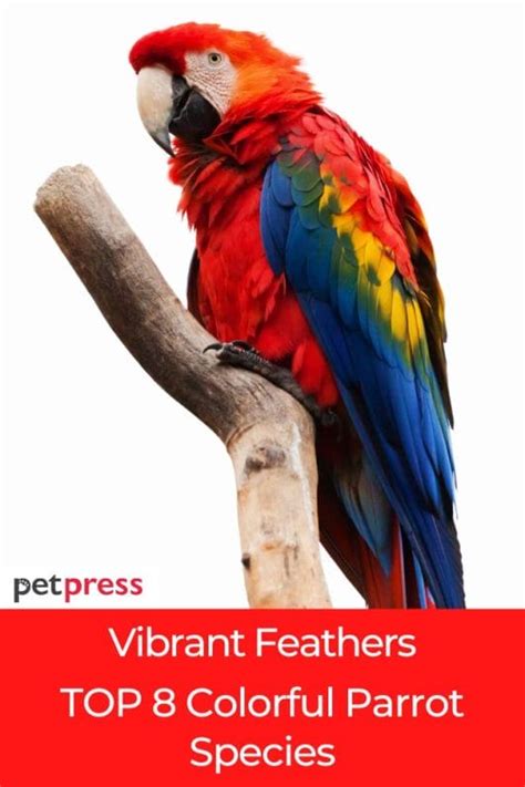 Vibrant Feathers: Top 8 Colorful Parrot Species