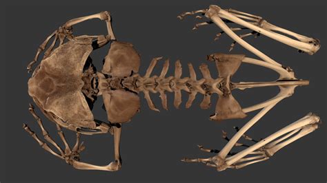 Cuban Tree Frog Skeleton 3d Model By Blackburn Lab Ufherps