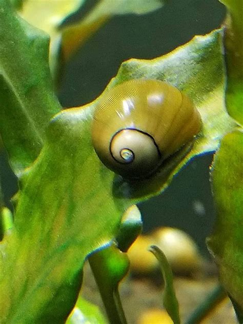 Nerite Snail Full Care Guide With Tank Setup Mates And Diet