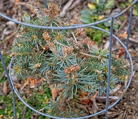 Abies Lasiocarpa Var Arizonica Glauca Compacta Cork Ba… Flickr