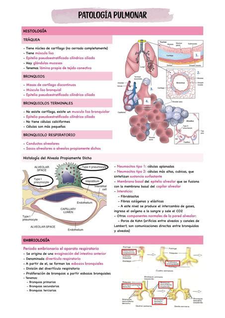 Patología Pulmonar Camila Delgado uDocz