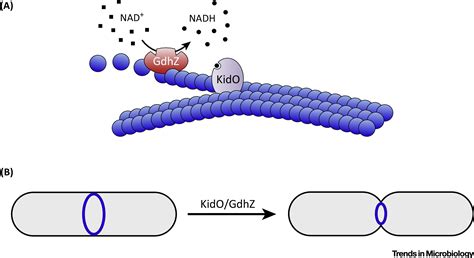 You Are What You Eat Metabolic Control Of Bacterial Division Trends In Microbiology