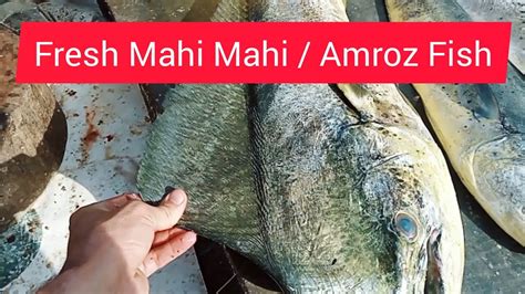 Latest Fish Price Update Karachi Fisheries Pakistan Biggest Fish Market