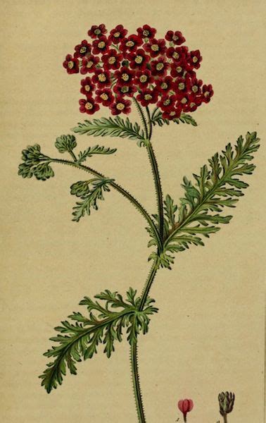 Red Yarrow Achillea Millefolium 1817 Antique Botanical Print Botanical Tattoo Botanical