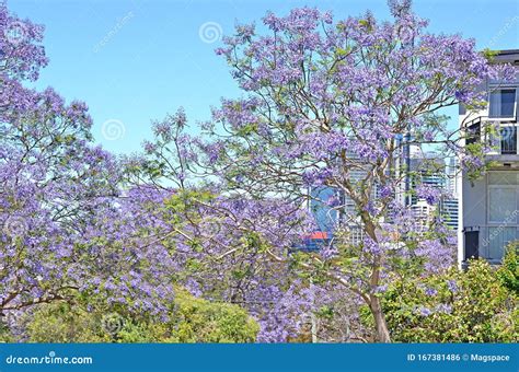 Jacaranda Trees at Full Bloom in Sydney, Australia Stock Photo - Image ...