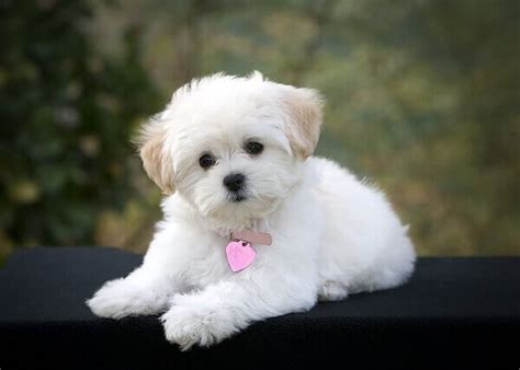 Maltipoo Characteristics Appearance And Pictures