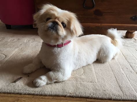 Pumpkins Summer Haircut Pekingese Dogs Pekingese Little Dogs