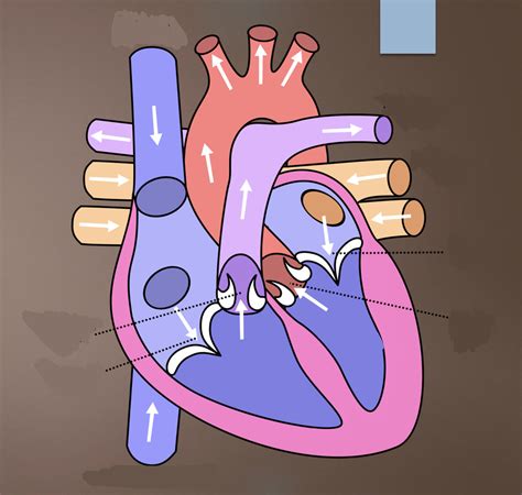 Chambers Valves Vessels Diagram Diagram Quizlet