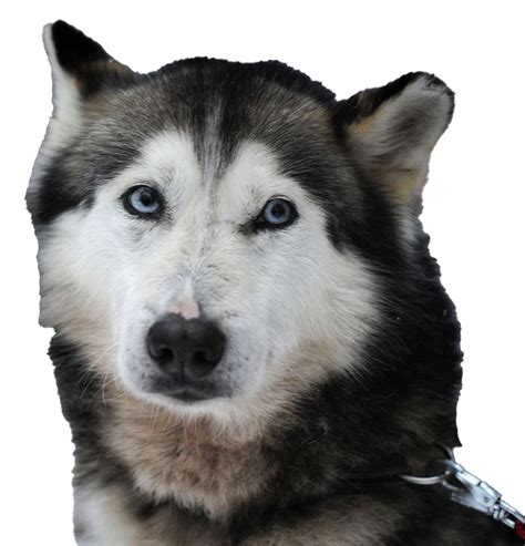 Husky Dog Png Image Background Png Arts