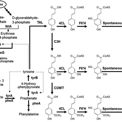 Schematic Diagram Of Biosynthetic Pathway Of Flavonoid And Lignin Download Scientific Diagram