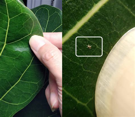 Spider Mites House Plant Journal