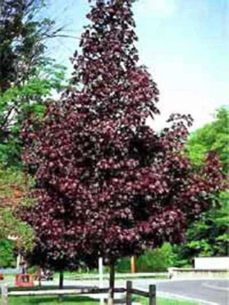 Acer Platanoides Crimson King Blut Ahorn Crimson King G Nstig Kaufen