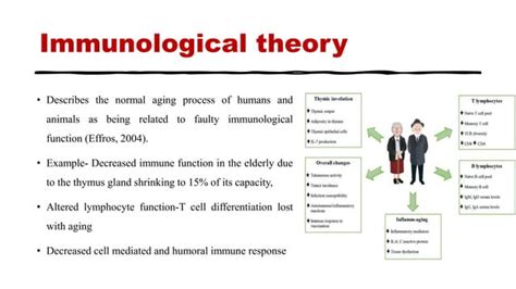 Theories Of Aging Ppt