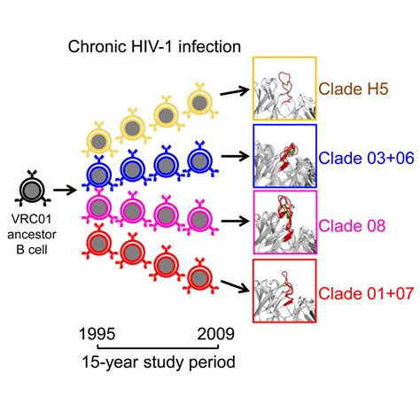 Maturation And Diversity Of The Vrc01 Antibody Lineage Over 15 Years Of Chronic Hiv 1 Infection