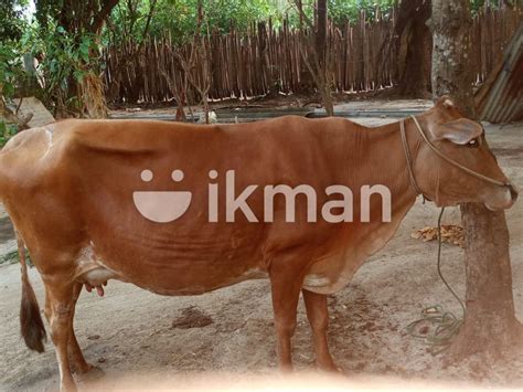 Farm Cow For Sale In Jaffna City Ikman