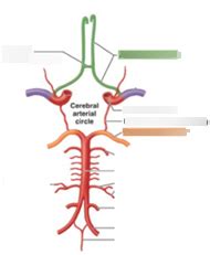 Neuroanatomy Diagram Quizlet